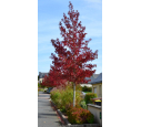 LIQUIDAMBAR styraciflua 'Worplesdon' LIQUIDAMBAR styraciflua 'Worplesdon'