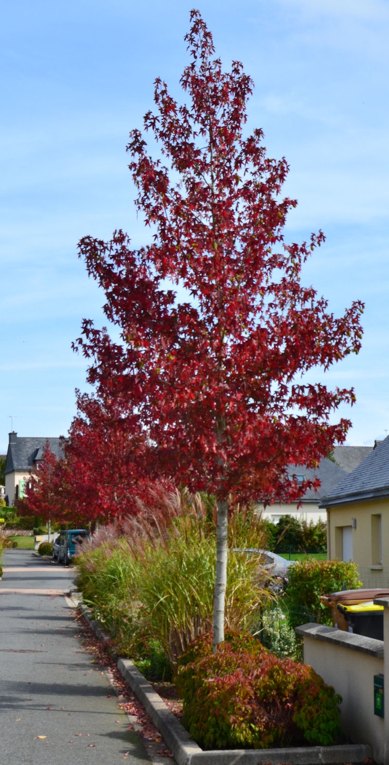 Liquidambar styraciflua ‘Worplesdon’, Copalme- Pépinière du Penthièvre