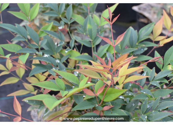 NANDINA domestica 'Gulf Stream' NANDINA domestica 'Gulf Stream'