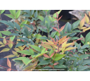 NANDINA domestica 'Gulf Stream' NANDINA domestica 'Gulf Stream'