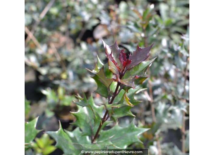 OSMANTHUS heterophyllus 'Purpureus'