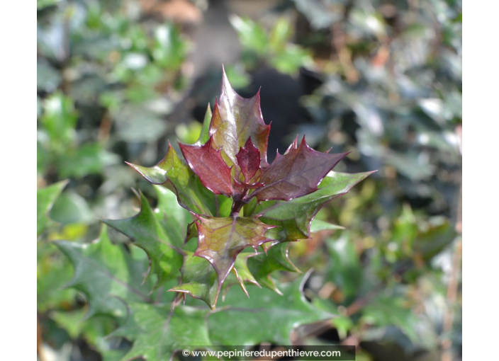 OSMANTHUS heterophyllus 'Purpureus'