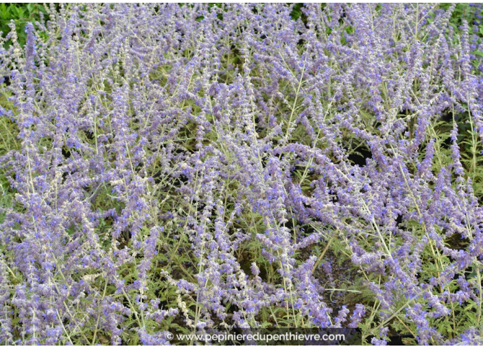 PEROVSKIA atriplicifolia 'Blue Spire'