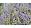 PEROVSKIA atriplicifolia 'Blue Spire'