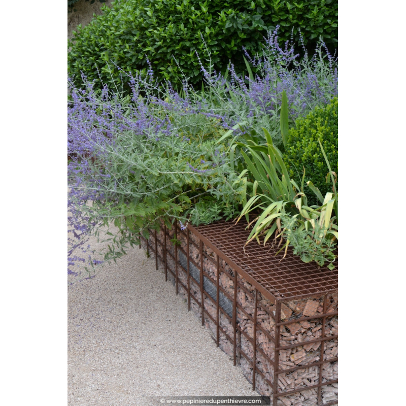 PEROVSKIA atriplicifolia 'Blue Spire'