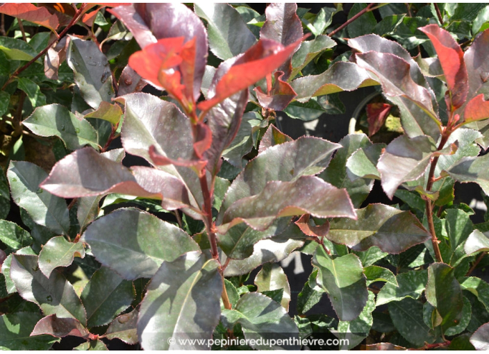 PHOTINIA x fraseri 'Red select'