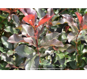 PHOTINIA x fraseri 'Red select'