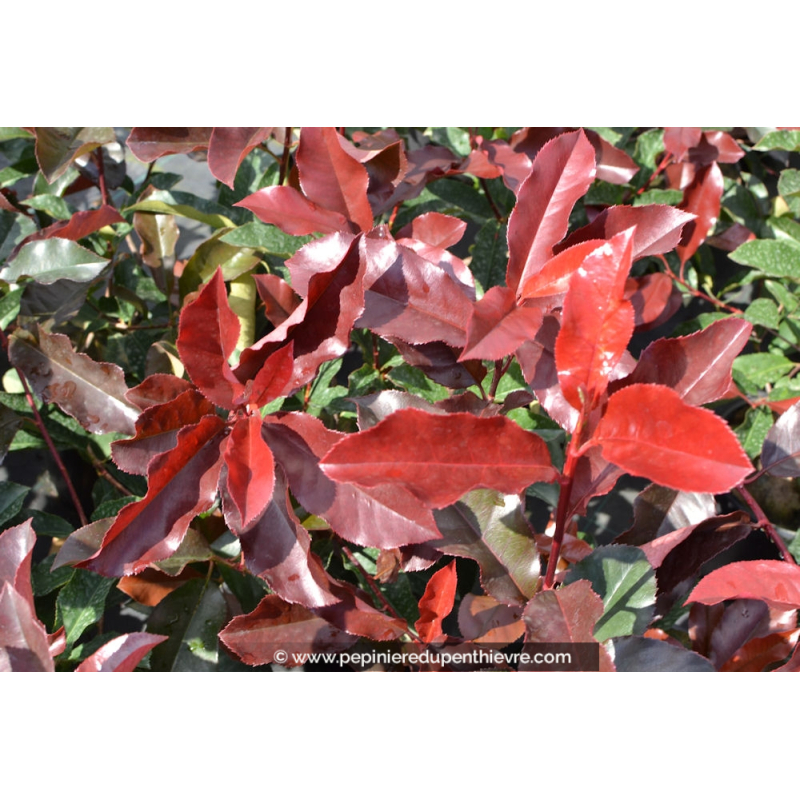 PHOTINIA x fraseri 'Red select'