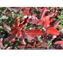 PHOTINIA x fraseri 'Red select'