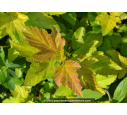 PHYSOCARPUS opulifolius 'Dart's Gold'