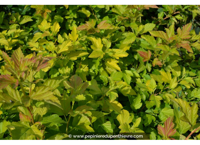 PHYSOCARPUS opulifolius 'Dart's Gold'