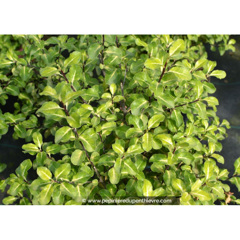 PITTOSPORUM tenuifolium 'Abbotsbury Gold'