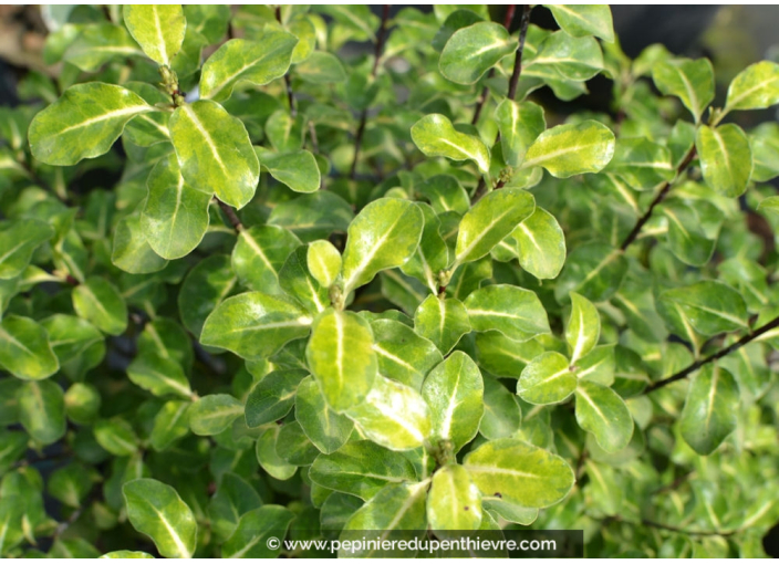 PITTOSPORUM tenuifolium 'Abbotsbury Gold'