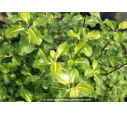 PITTOSPORUM tenuifolium 'Abbotsbury Gold'