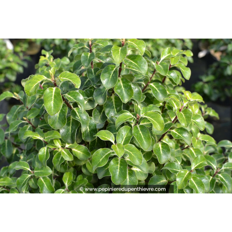 PITTOSPORUM tenuifolium 'Gold star'