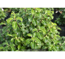 PITTOSPORUM tenuifolium 'Gold star'