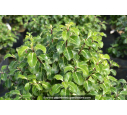 PITTOSPORUM tenuifolium 'Gold star'