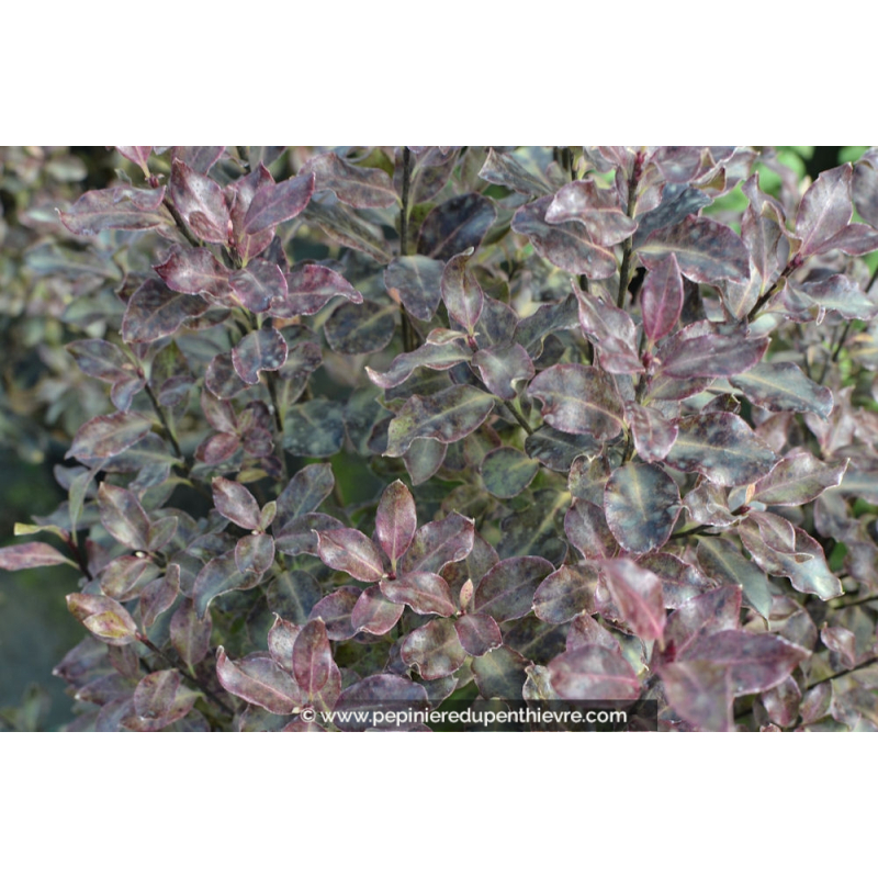 PITTOSPORUM tenuifolium 'Purpureum'