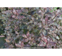PITTOSPORUM tenuifolium 'Purpureum'