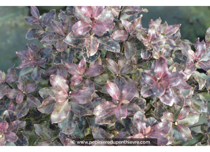 PITTOSPORUM tenuifolium 'Purpureum'