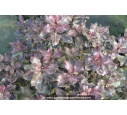 PITTOSPORUM tenuifolium 'Purpureum'
