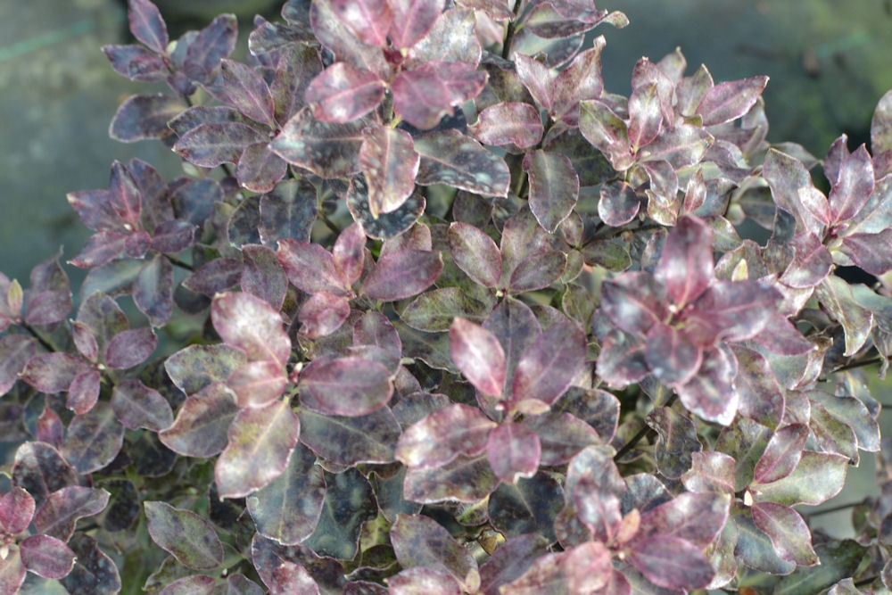 PITTOSPORUM tenuifolium 'Purpureum', pourpre Pépinière du Penthièvre