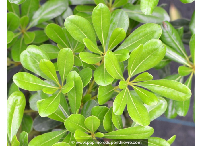 PITTOSPORUM tobira