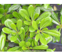 PITTOSPORUM tobira PITTOSPORUM tobira