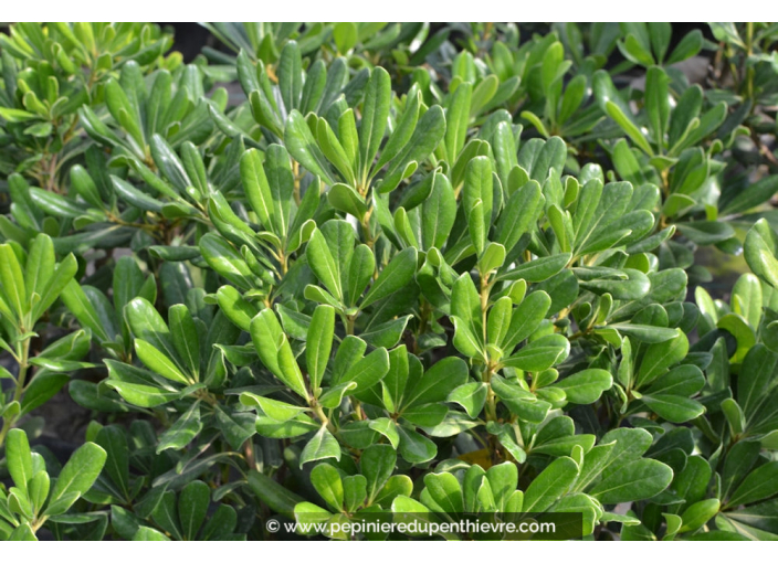 PITTOSPORUM tobira PITTOSPORUM tobira