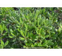 PITTOSPORUM tobira PITTOSPORUM tobira