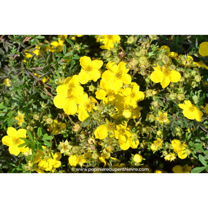 POTENTILLA fruticosa 'Goldfinger'