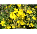 POTENTILLA fruticosa 'Goldfinger'