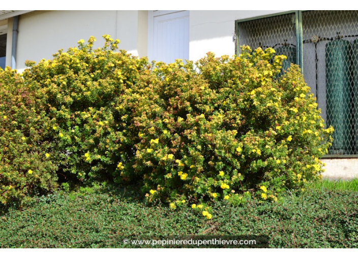 POTENTILLA fruticosa 'Goldfinger'