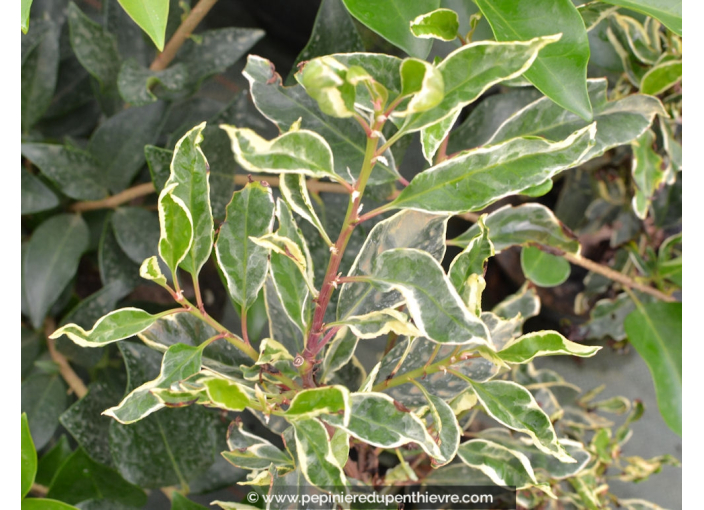 PRUNUS lusitanica 'Variegata'