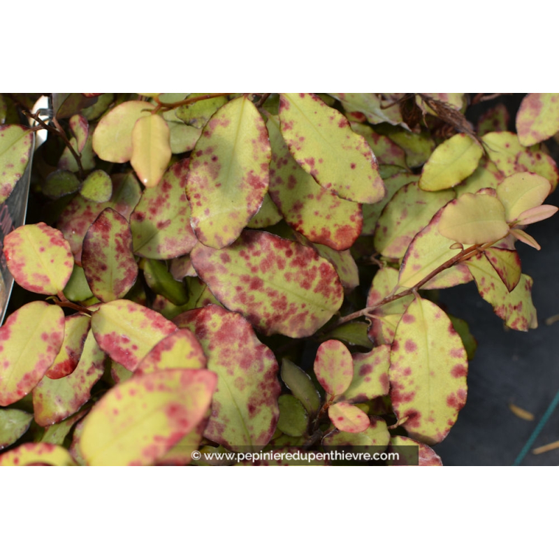 PSEUDOWINTERA colorata