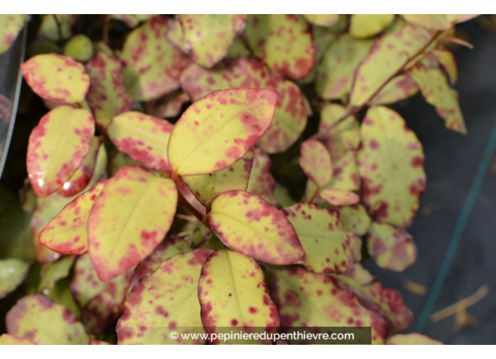 PSEUDOWINTERA colorata