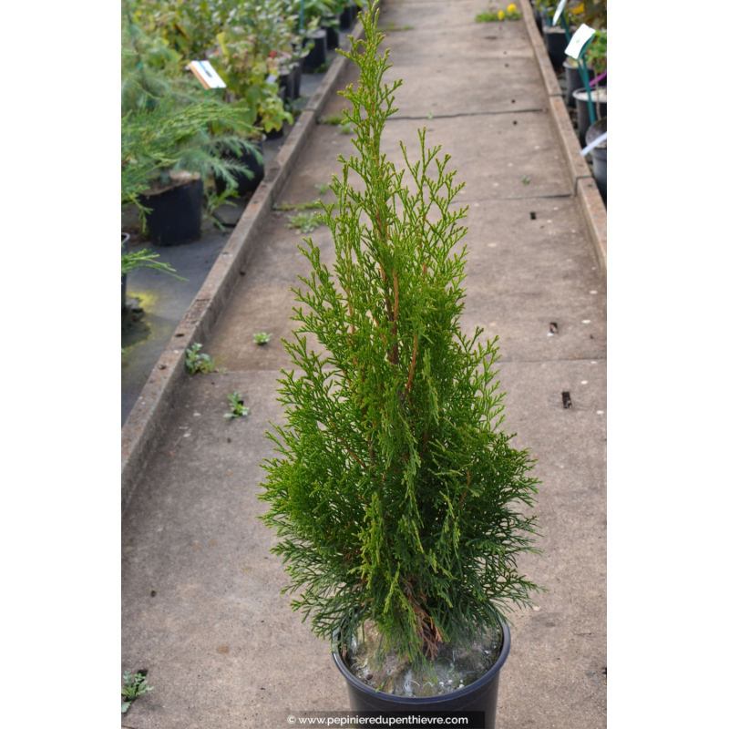 THUJA occidentalis Emeraude