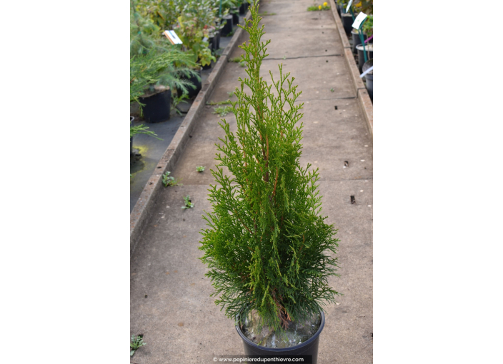 THUJA occidentalis Emeraude