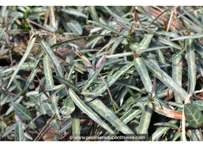 TRACHELOSPERMUM asiaticum 'Theta'