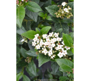 VIBURNUM davidii
