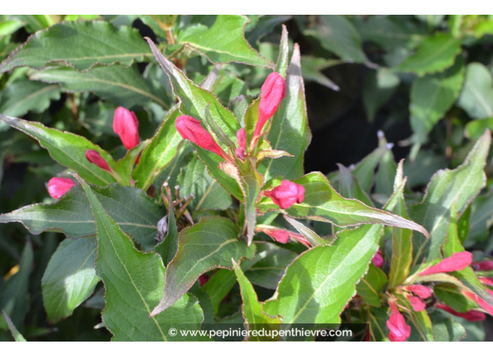 WEIGELA 'Red Prince' WEIGELA 'Red Prince'