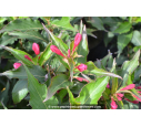 WEIGELA 'Red Prince' WEIGELA 'Red Prince'