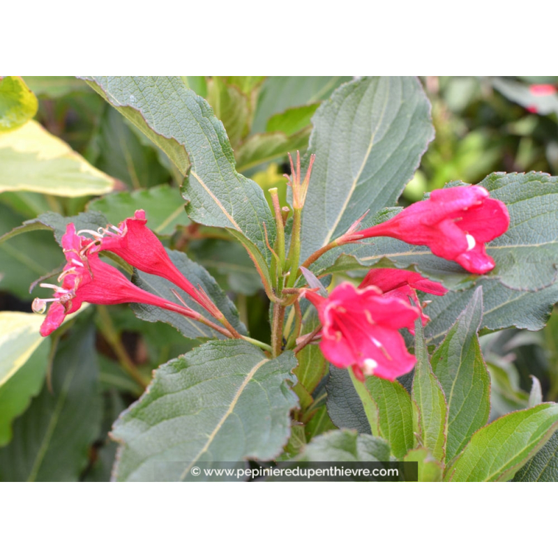 WEIGELA 'Red Prince'
