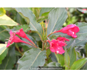 WEIGELA 'Red Prince' WEIGELA 'Red Prince'