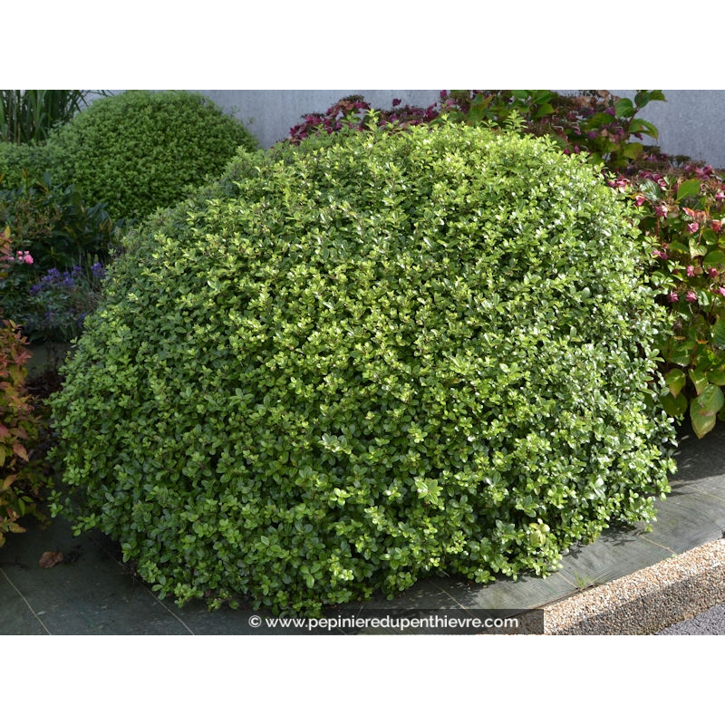 PITTOSPORUM tenuifolium 'Golf Ball'