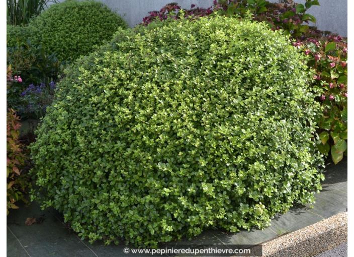 PITTOSPORUM tenuifolium 'Golf Ball'