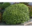 PITTOSPORUM tenuifolium 'Golf Ball'
