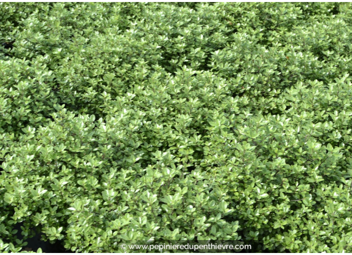 PITTOSPORUM tenuifolium 'Golf Ball'