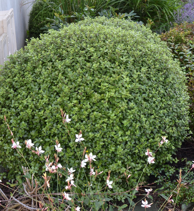 PITTOSPORUM tenuifolium 'Golf Ball', lumineux Pépinière du Penthièvre