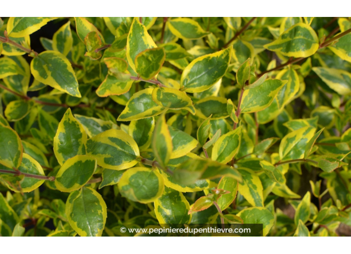 ABELIA x grandiflora 'Sunshine Daydream'® ABELIA x grandiflora 'Sunshine Daydream'®
